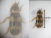 Abdera quadrifasciata